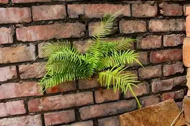 蜈蚣草：若出现在您家墙壁上，请别毁坏，价值极大图片