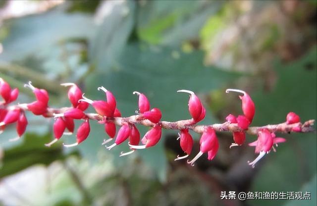 踏春必备“百草图”之三，身边那些有价值的野草，你能认识几种？