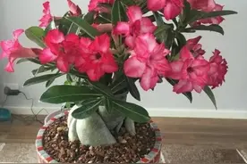 养不死的6种花，皮实好养，开花漂亮，不会养花也能爆盆图片