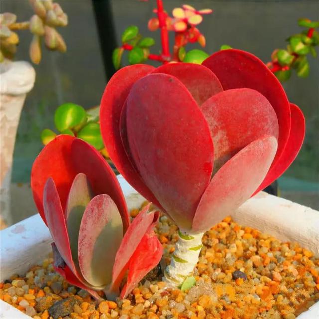 多肉植物七彩莲(多肉植物红稚莲)-措必培