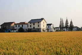 洗衣粉还可以当杀虫剂，很多人都不知道？这个方法很实用图片