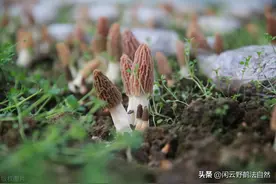 羊肚菌为名贵食药用真菌 一种状如羊肚，有蜂窠眼者珍馐图片