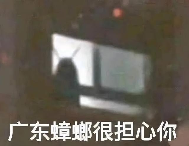 下雨前好多虫子怎么办
