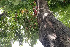 第一次见莲雾图片