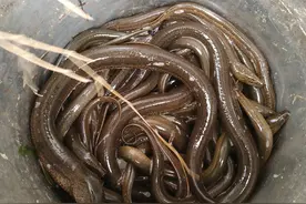 鳝鱼的故事图片