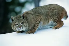 猞猁真的是狼的天敌吗？为什么能将狼群杀到“断子绝孙”？图片