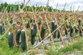哪些蔬菜不能连续种？哪些蔬菜不能挨着种？种菜前要了解清楚图片