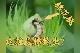 “棉铃虫”它只是棉花上有吗？关于防治随着年代发展，变化在哪？图片