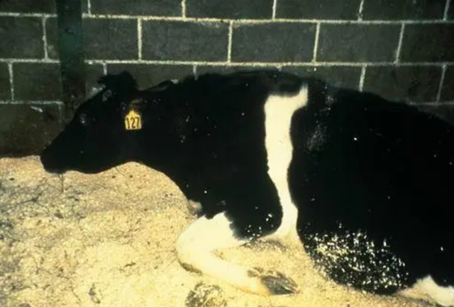 鐑圭叜閮芥潃涓嶆鐨勬湂鐥呮瘨锛岃嚧姝荤巼100%鏃犺嵂鍙晳锛佹劅鏌撳悗鏈夊鎭愭€栵紵