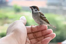 “老家贼”是最难养的鸟？老北京说它气性太大，被人抓住就会死？图片