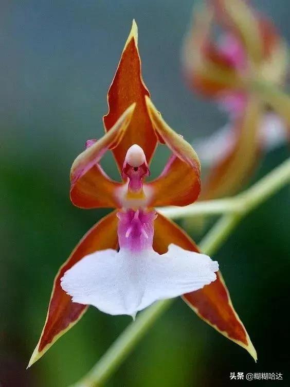 难得一见的奇花异草,千奇百怪罕见奇花,神奇造型大开眼界