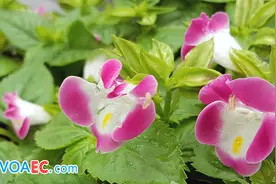 late是迟到，wife是妻子，那late wife是晚到的老婆吗？图片