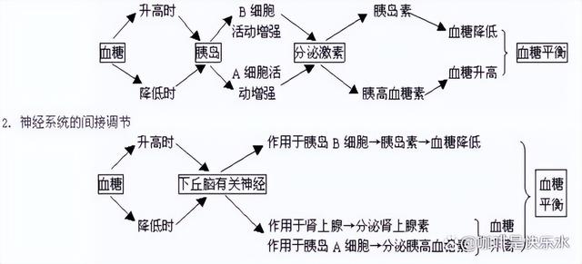 高中生物-人体内环境稳态的生理意义及调节