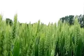 “青储”背后，谁在作祟？图片