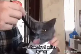 奶奶喂猫吃吃吃吃吃，猫：这是我最后一顿吗？图片