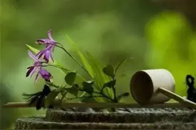 散文：情不知所起，一往而深图片