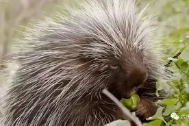 没见过豪猪发射棘刺？陕西一只豪猪被救放生后，突施冷箭试图攻击图片
