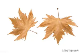 梧桐一叶落而知秋，60句经典梧桐诗句，值得收藏图片