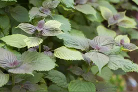 农村随处可见的紫苏，别只当菜吃，它的作用可多了，学会省不少钱图片