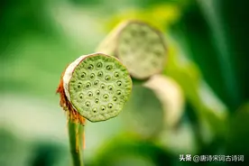 初秋，莲花可赏，莲子可采，人间好时节图片