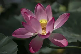 微信一删，一别两宽，南墙已撞，故事已忘，写进心坎的句子图片