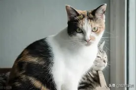 狸花猫体重年龄对照表，成年之前，猫的体重会随着年龄增长而增加图片