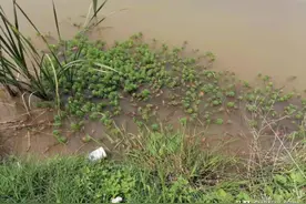 小龙虾塘口现在“上草、上岸”的原因分析图片