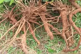 山芝麻是一种什么样的植物？图片