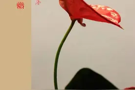 大文豪沈从文追星，如何毁掉了美若天仙的九妹图片