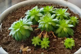 以我的经验告诉大家商业保险到底该不该买图片