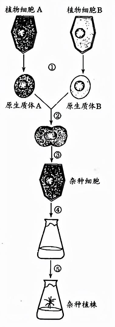 高中生物选修3-细胞工程知识点汇总大全