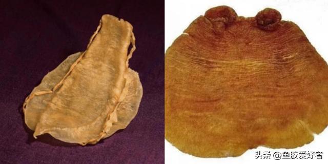 便宜花胶与贵花胶的区别 2026年便宜花胶与贵花胶的区别在哪