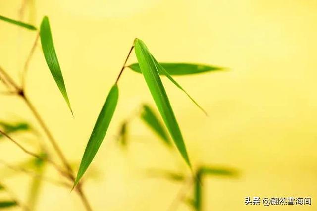 20句写竹的诗词：四季青翠，傲骨凌霜，读后感触颇深