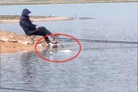 湖北翼展2米大鸟受伤，主动游向钓友求助，果然是“牢底坐穿鸟”图片