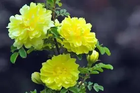 黄刺玫花～枝叶垂下千百绦，娇黄花朵缀满枝图片