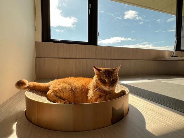 哇喔，反传统设计！屋内漂浮一座座猫屿，成为笑声满满的亲子猫宅