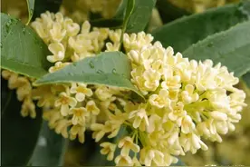 十大名花桂花详解图片