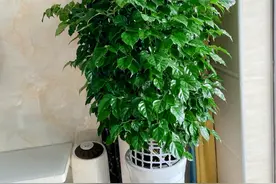 室内客厅养幸福树，只用了“3招”，枝叶繁茂又开花，幸福又美好图片