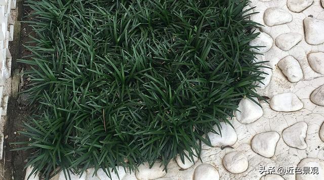 草坪是什么草,园林中常见的草坪品种有哪些? - 冷求网