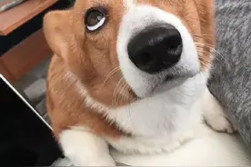 狗狗有这些行为，说明已经“恨透”你这个主人了图片