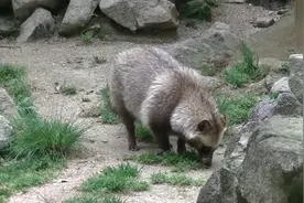 上海一女子把野兽幼崽当成小狗，误捡回家，饲养中逐渐显露原形图片