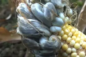 玉米身上长出“毒瘤”，看着恶心却价值不菲，看你敢不敢吃图片