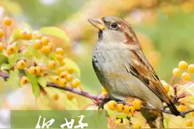 4月1日早安晚安图文（愚人节）图片