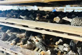 金堂用它，征服世界味蕾！图片