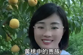 黄金凤：原名金凤，7月上旬成熟，果实发育期90-95天，单果重240-450克，可溶性固形物14-16%，货架期15天以上，极丰产，需要严格疏果。 #抖音助农 #乡村振兴 #三农 #关注三农服务百姓 #支持抖音传播正能量