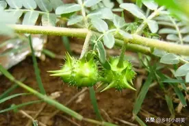 它浑身带刺，却是农民珍惜的“养肝草”，农村随处可见，你挖过吗图片