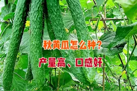 秋黄瓜什么时候种植？如何种植口感好、结果多？老农种植经验分享图片