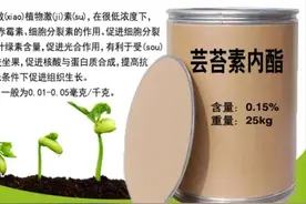 芸苔素内脂不少人当做叶面肥用，100%错误，希望这篇文章来的不晚图片