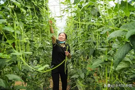 种植豆角、西红柿、辣椒、黄瓜，记住肥料五不施，要不落花落果图片