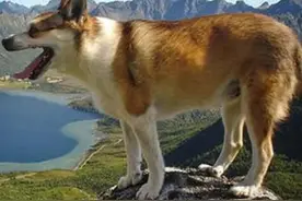 猎人训狗，有人性化的教育图片